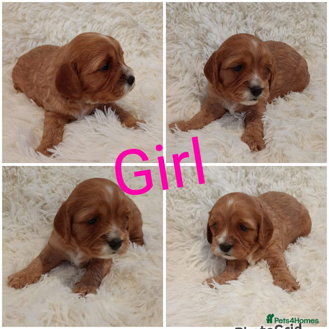 Cavapoo dogs for sale: Cavapoo puppies  - Advert 4