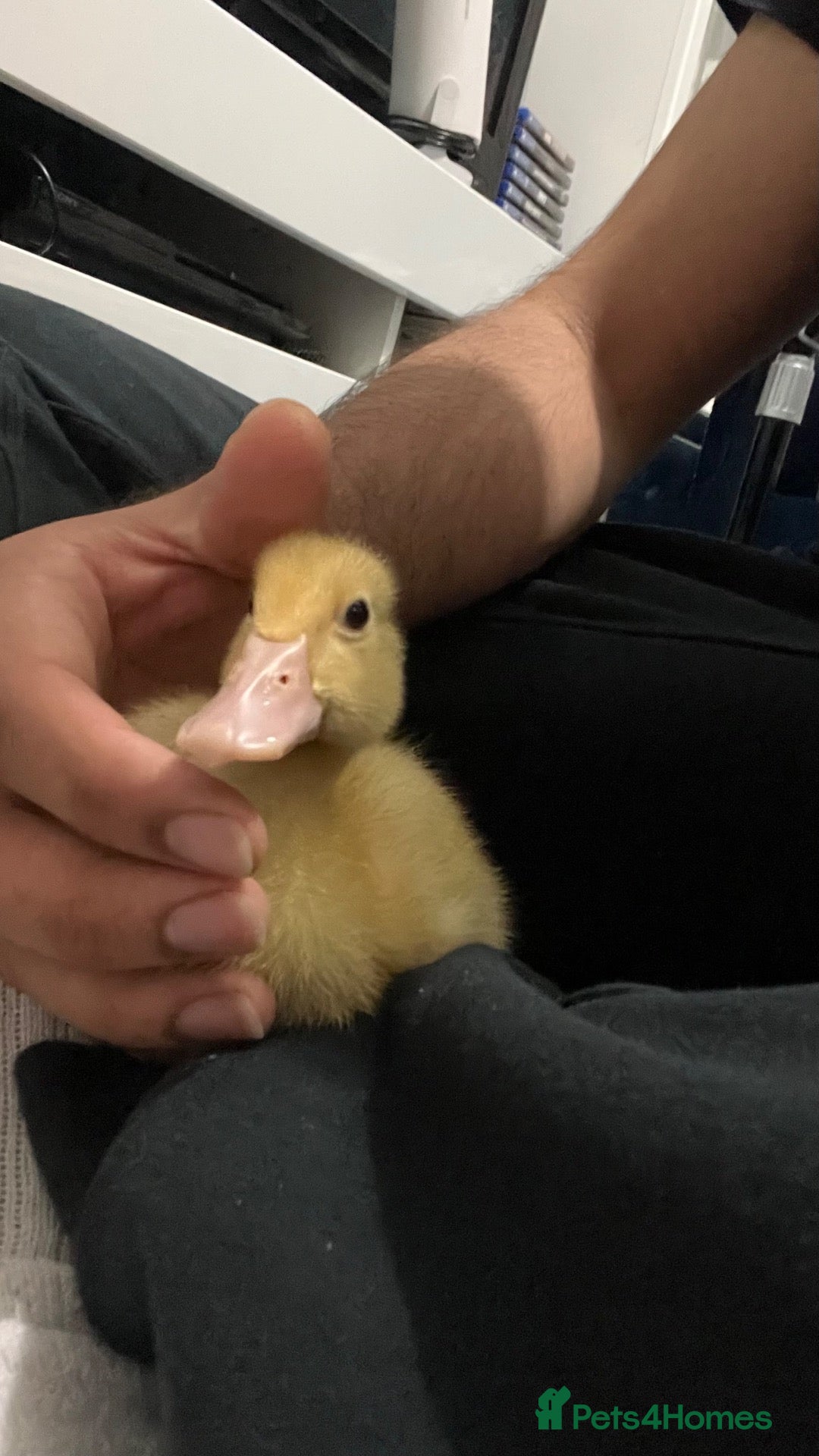 Ducks poultry Pure Aylesbury Duckling. Just 1  - Advert 1