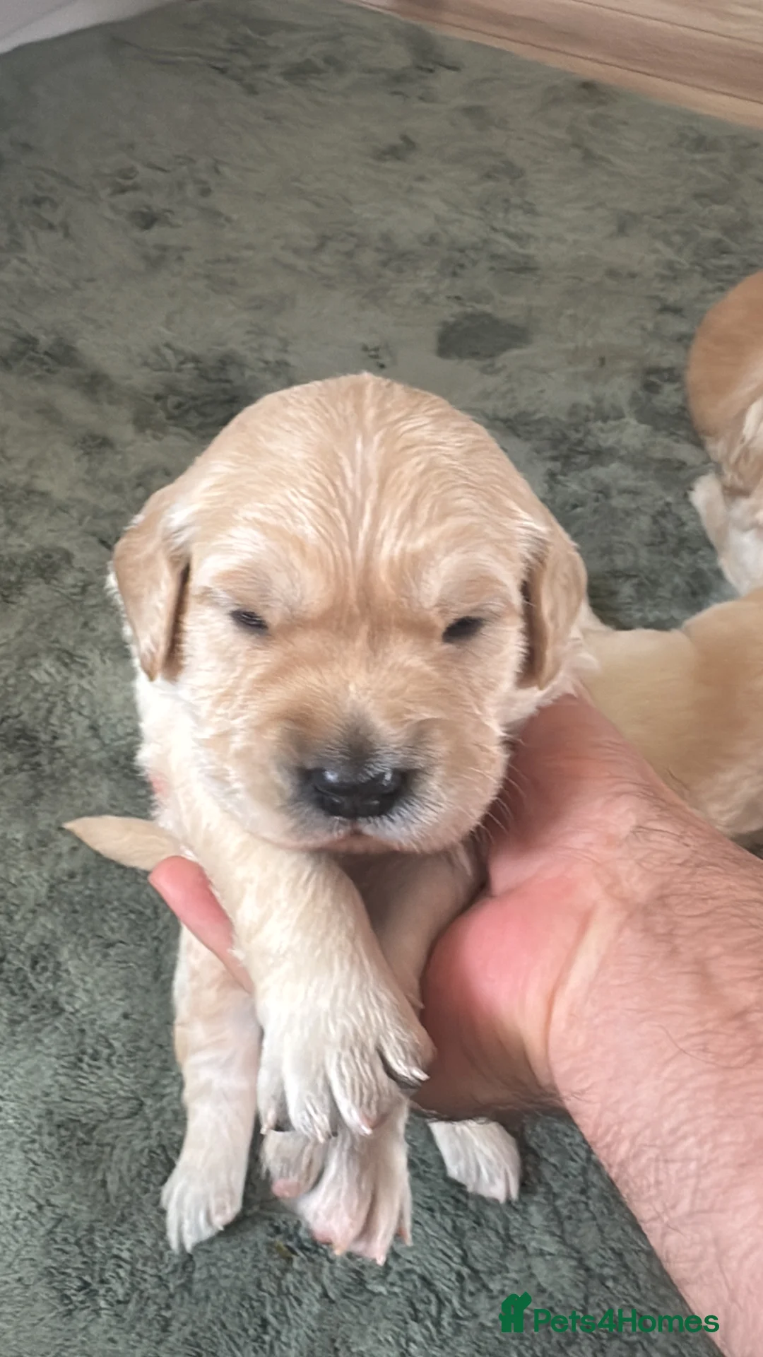 Golden Retriever dogs for sale: LARGE SIZE PURE GOLDEN RETRIEVER PUPPIES!!! - Advert 2