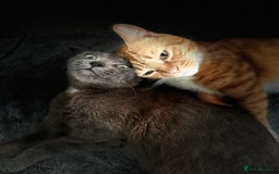 British Shorthair cats for sale: Cute Russian blue x British shorthair kittens  - Advert 1