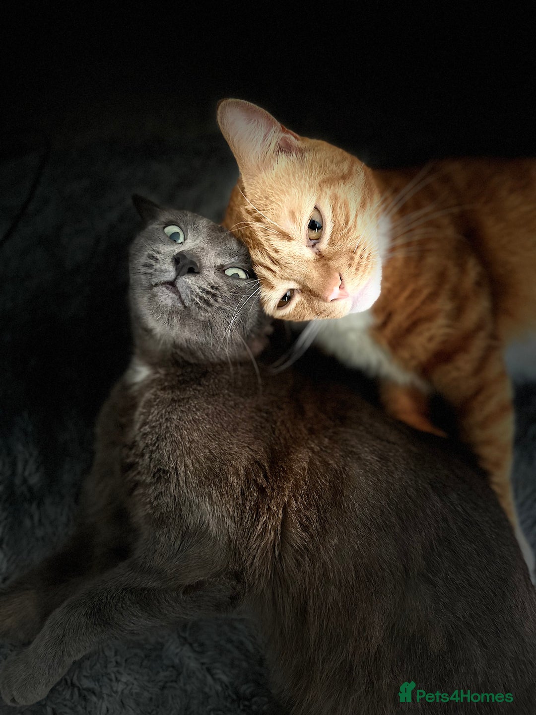 British Shorthair cats for sale: Cute Russian blue x British shorthair kittens  - Advert 1