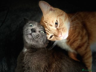 British Shorthair cats Cute Russian blue x British shorthair kittens - Advert 1