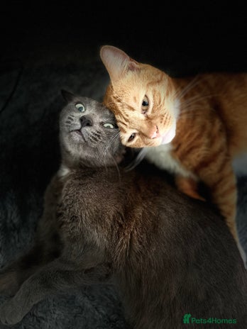 British Shorthair cats Cute Russian blue x British shorthair kittens - Advert 15