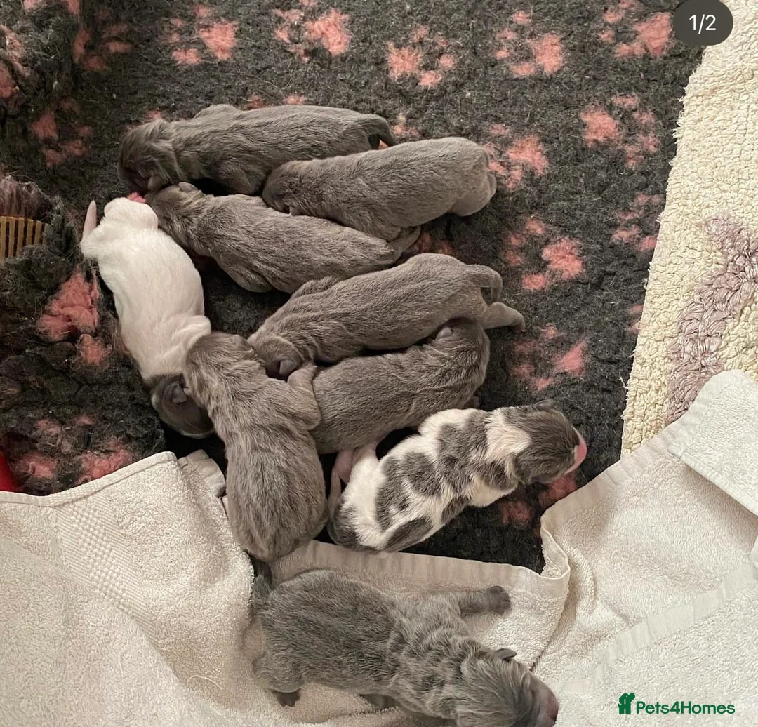 Shar Pei dogs for stud: BEST 🏆 Blue bear & chocolate & tan bear 🐻 in Hornchurch - Advert 23