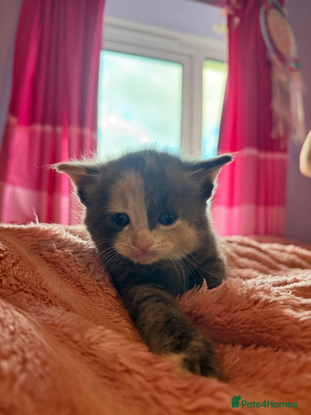Mixed Breed cats for sale: Gorgeous kittens  - Advert 1