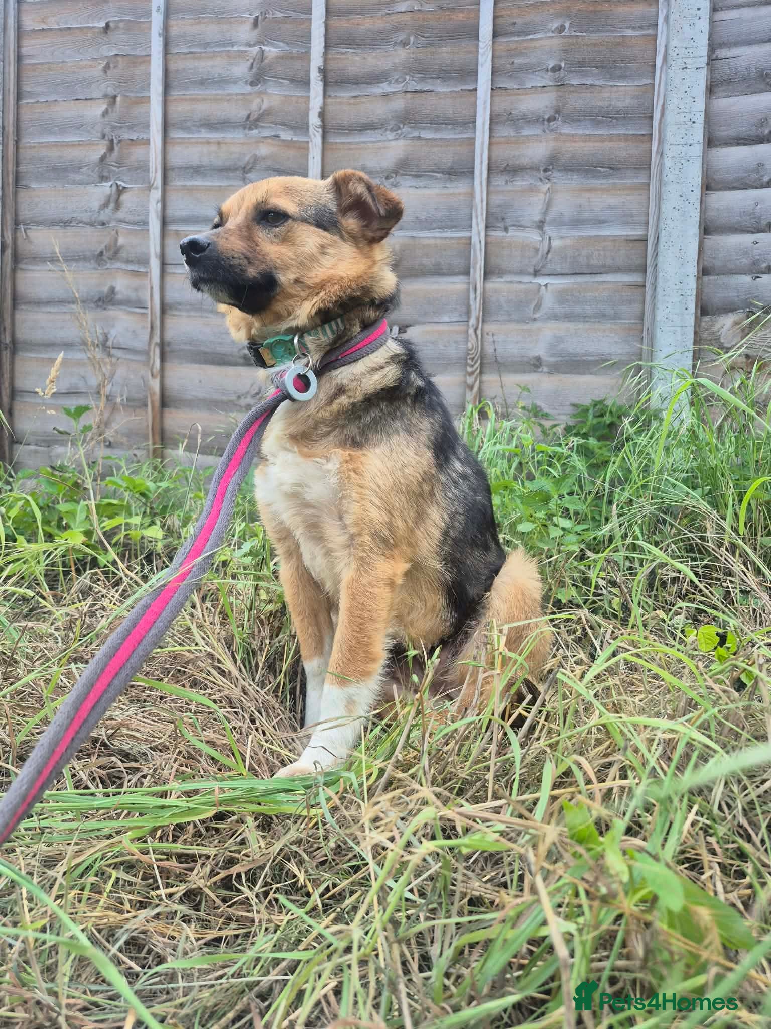 Mixed Breed dogs Mandy - Dereham Norfolk  - Advert 1