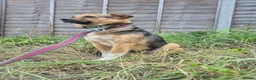 Mixed Breed dogs for adoption: Mandy - Dereham Norfolk  in Dereham - Advert 1