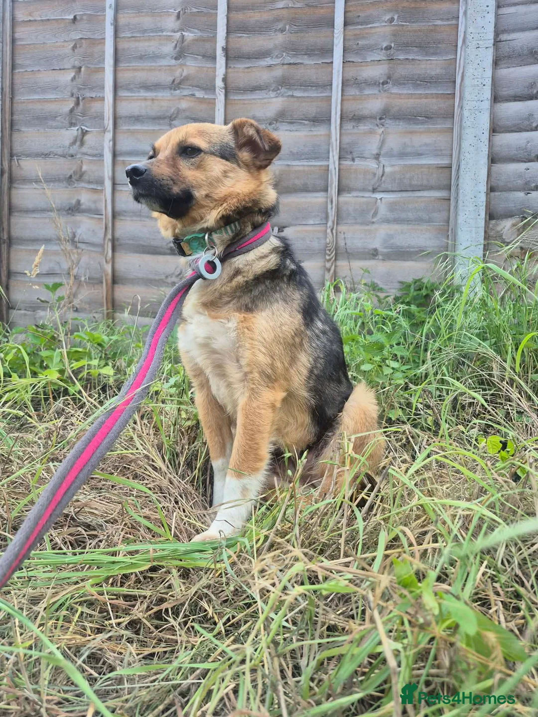 Mixed Breed dogs for adoption: Mandy - Dereham Norfolk  in Dereham - Advert 1