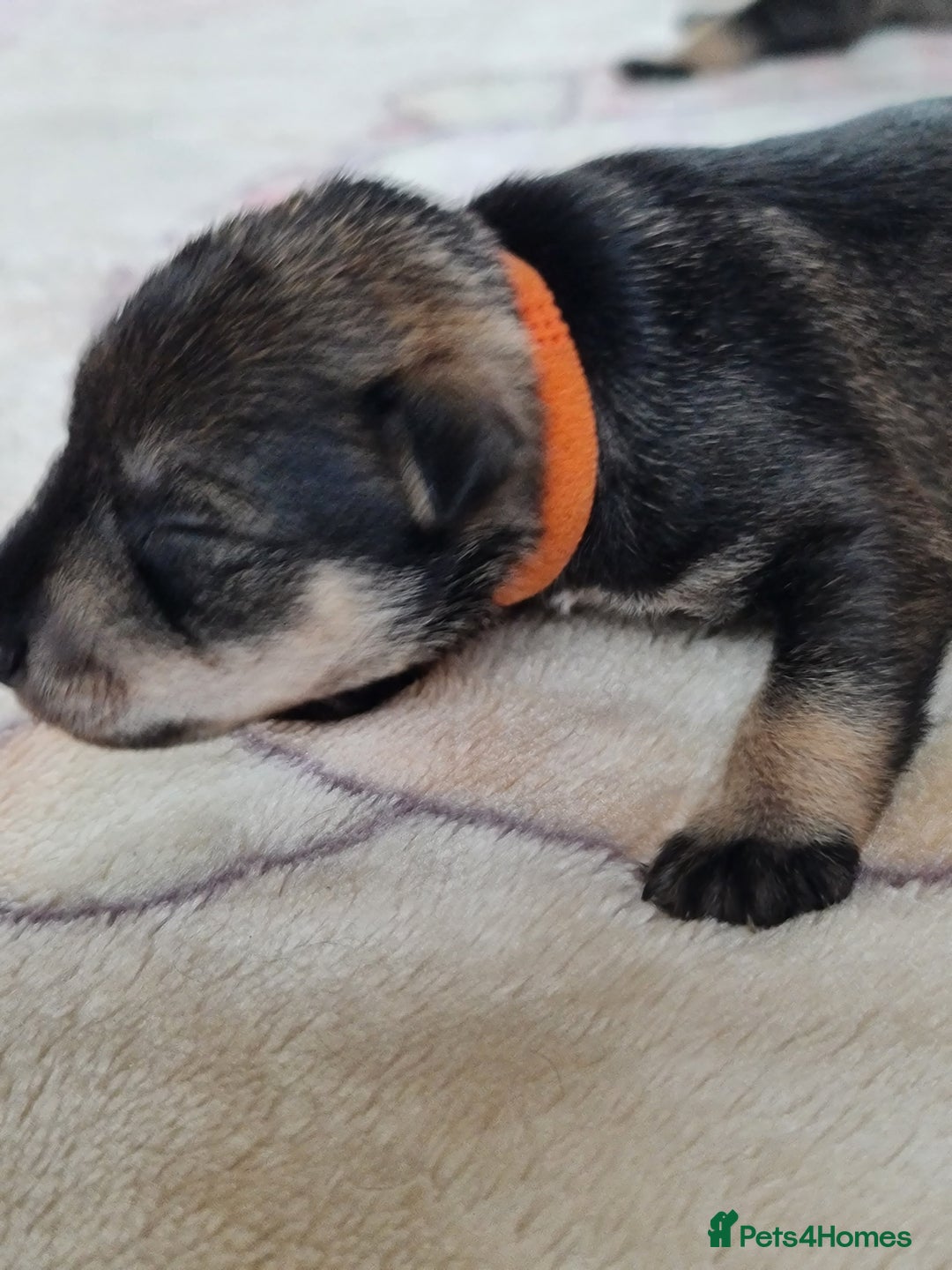 Miniature Schnauzer dogs for sale: Beautiful KC Reg. Miniature Schnauzer Puppies - Advert 17