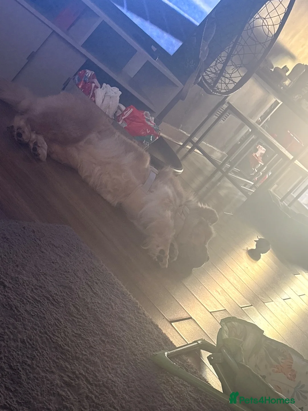 Chow Chow dogs for sale: 2 Year Old Female Merle Chow Chow - Advert 4