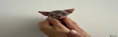 Sphynx Kitten 5