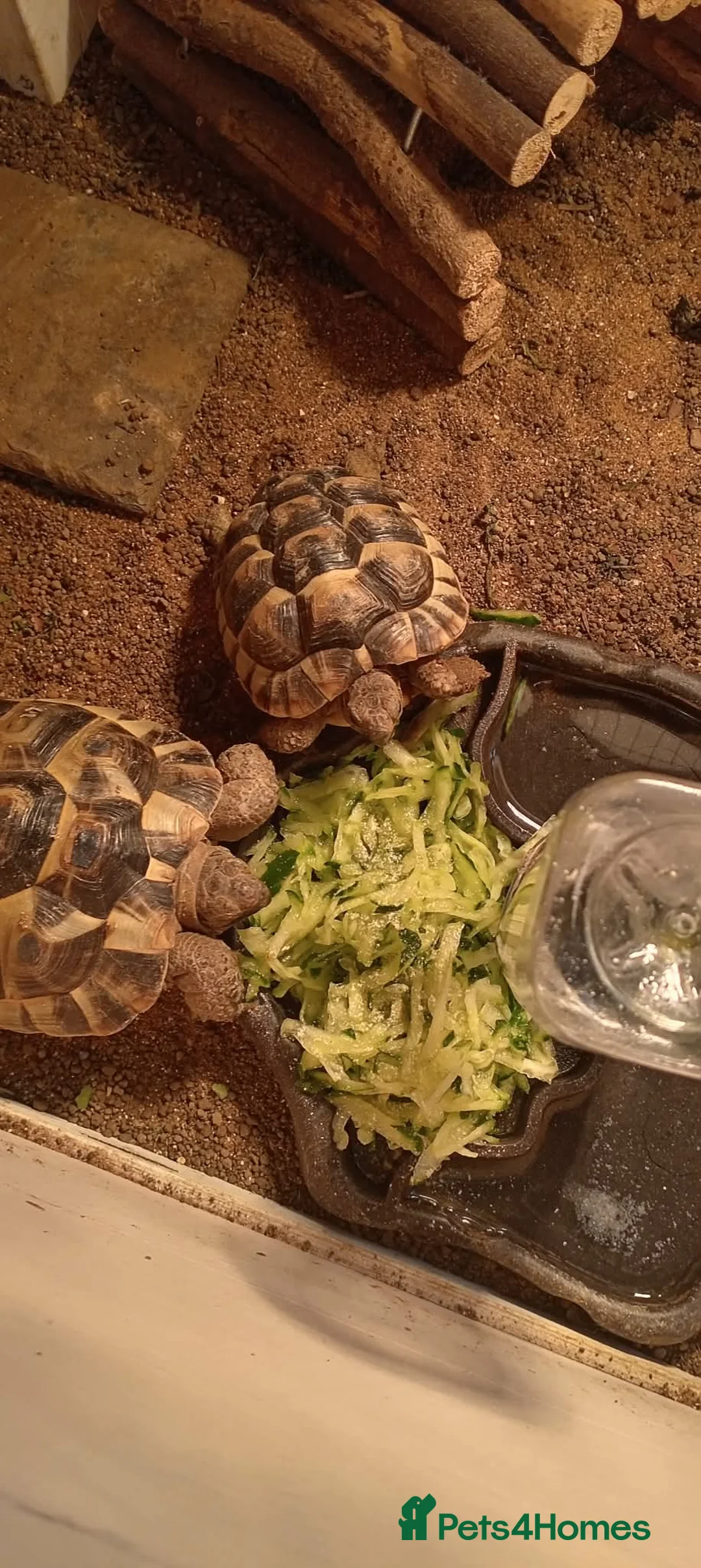 Tortoise reptiles for sale: spur-thighed tortoise  - Advert 2