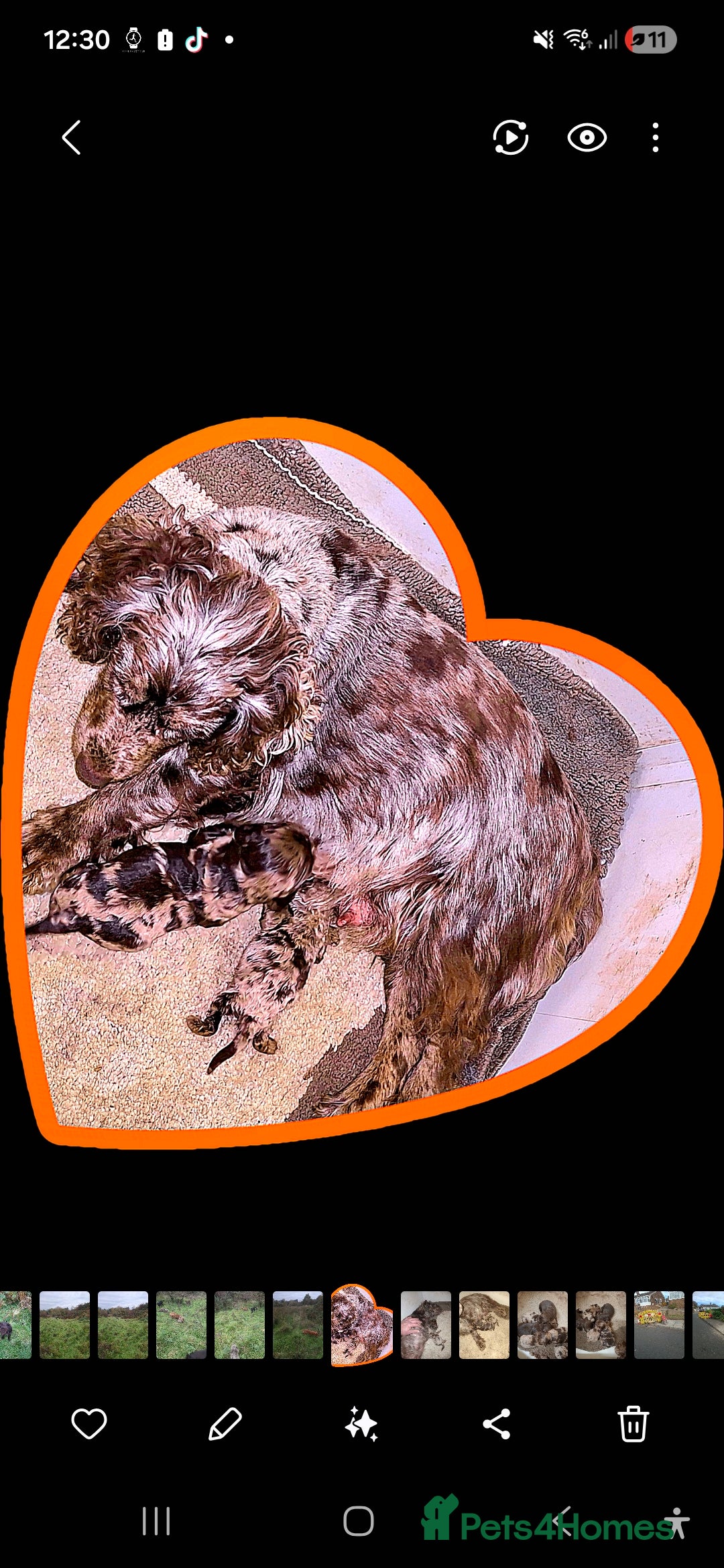 Cocker Spaniel dogs for sale: Cocker spaniel puppies  - Advert 1