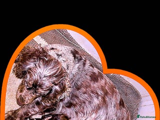 Cocker Spaniel dogs Cocker spaniel puppies - Advert 1