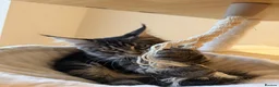 Maine Coon cats for sale: READY NOW last boy beautiful Maine Coon kittens - Advert 4