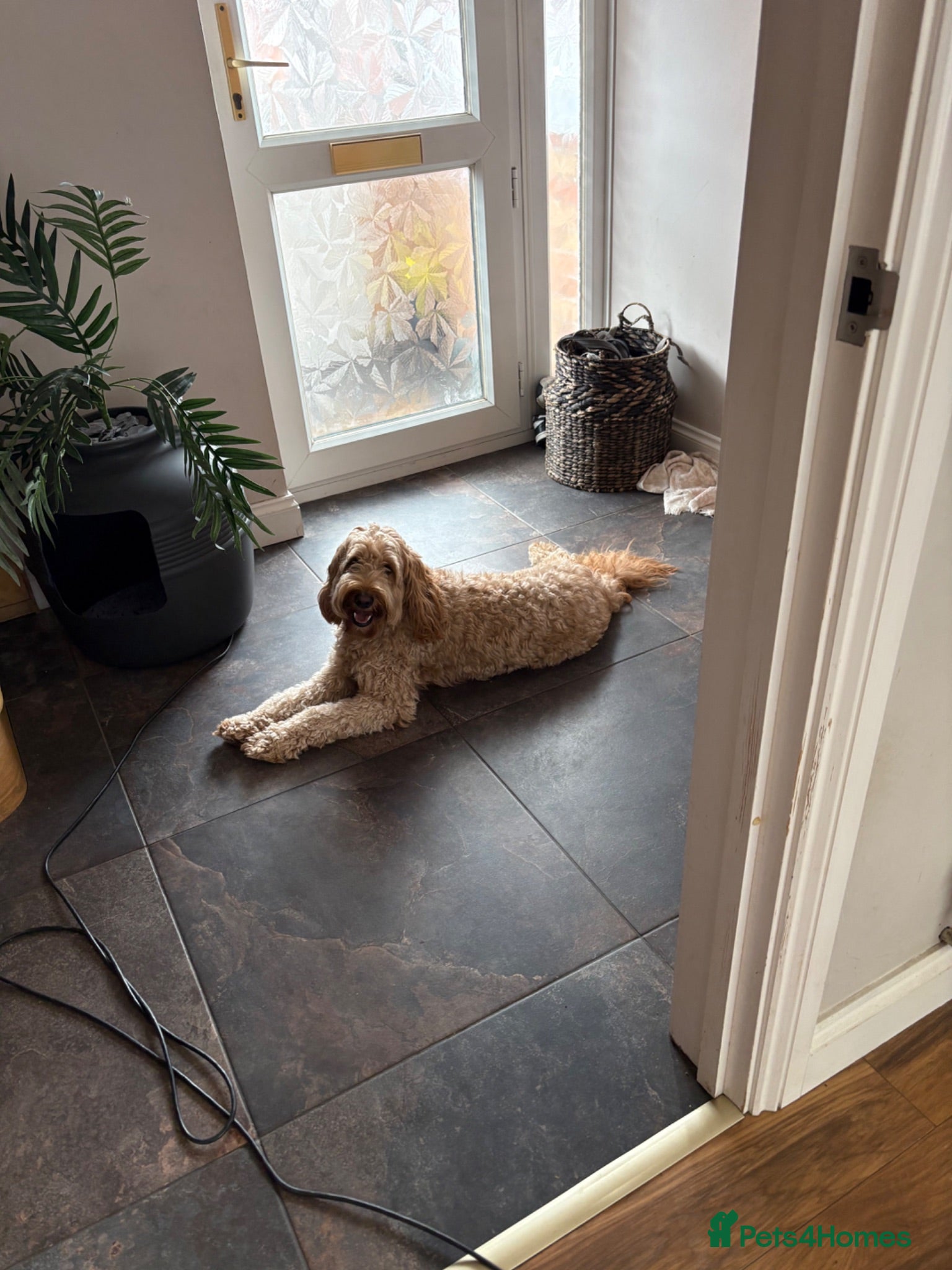 Australian Labradoodle dogs ARLO-Proven Australian labradoodle Stud Available - Advert 2