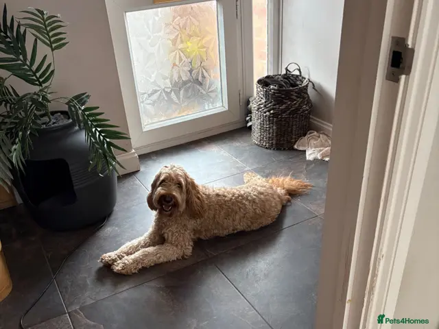 Australian Labradoodle dogs ARLO-Proven Australian labradoodle Stud Available - Advert 1