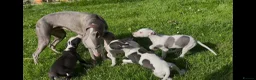 Whippet dogs for sale: Whippet puppy’s  in Beaworthy - Advert 15