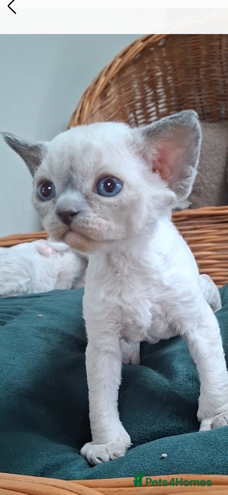 Devon Rex cats Kittens- FIFE pedigree and sterilization - Advert 14