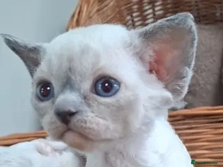 Devon Rex cats Kittens- FIFE pedigree and sterilization - Advert 14