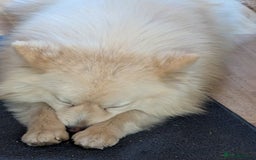 Pomsky dogs for sale: Pomsky looking for new home - Image 5