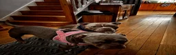 American Bulldog dogs for sale: Two sweethearts looking for a friend for life! - Advert 8