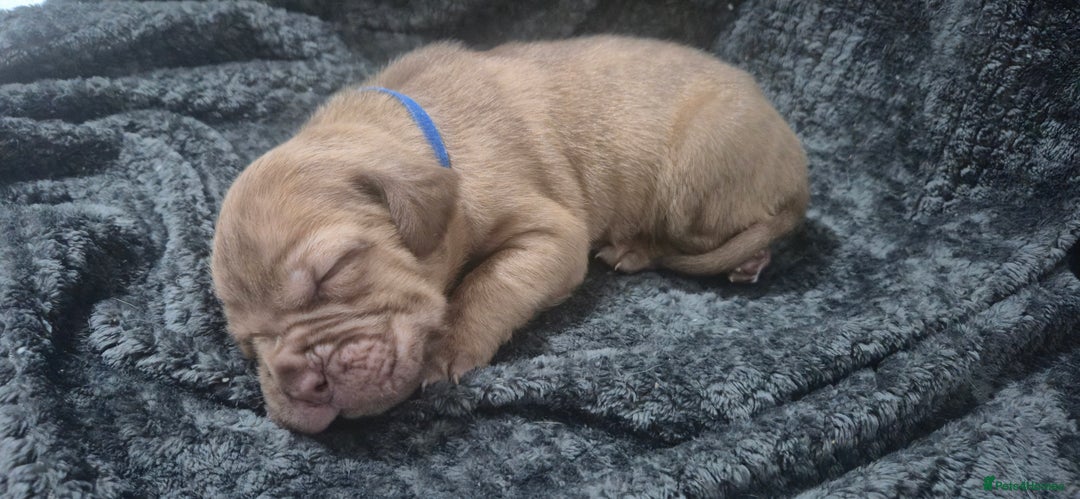 Mixed Breed dogs for sale: Outstanding Mastiff Puppies looking for homes  - Advert 11