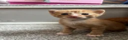 Mixed Breed cats for sale: 3 beautiful kittens  - Advert 27