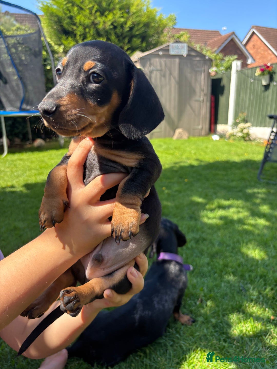 Miniature Dachshund dogs for sale: Blue/tan/dapple KC registered miniature dachshunds in Heywood - Image 29