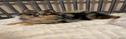 Pomchi dogs for sale: Beautiful Blue/Tan Pomeranian Merle Girl  - Advert 9