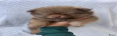 Pomeranian Puppy 1 