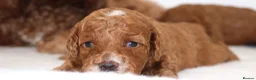 Cavapoo dogs for sale: Quality, Red, Low-Shedding Toy Cavapoo Puppies - Advert 4