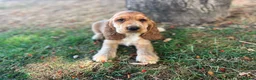 Cocker Spaniel dogs for sale: Puppy looking for a loving forever home  in Sittingbourne - Advert 2