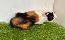 Guinea Pig rodents for sale: Super calm and friendly female guinea pigs  - Image 7