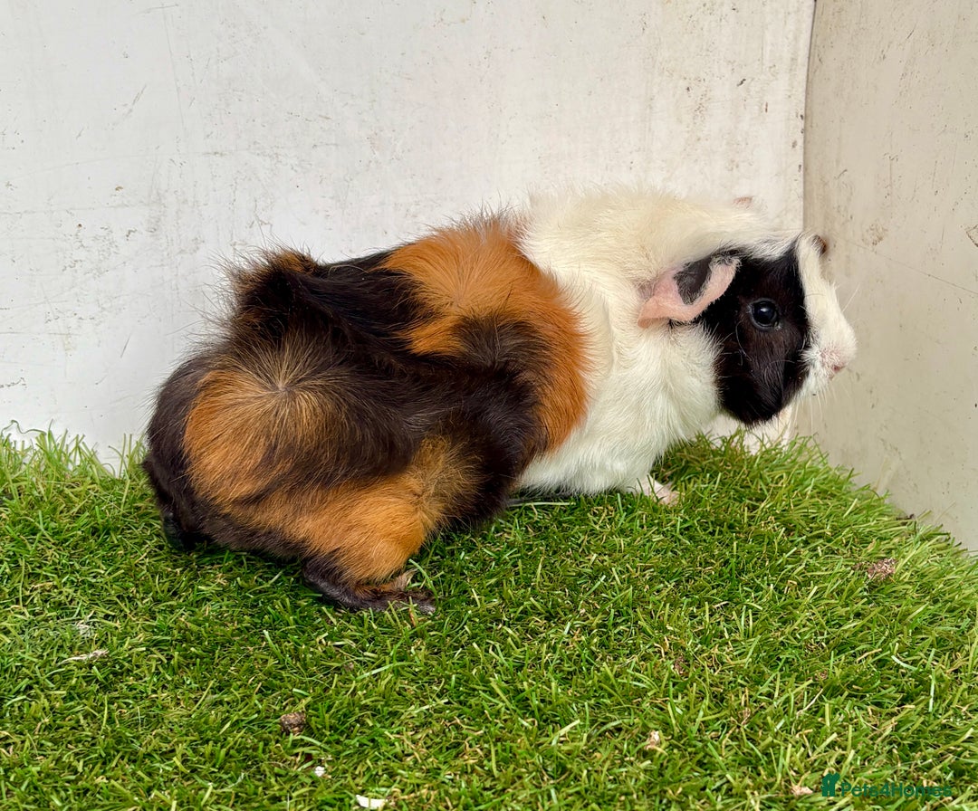 Guinea Pig rodents for sale: Super calm and friendly female guinea pigs  - Image 7