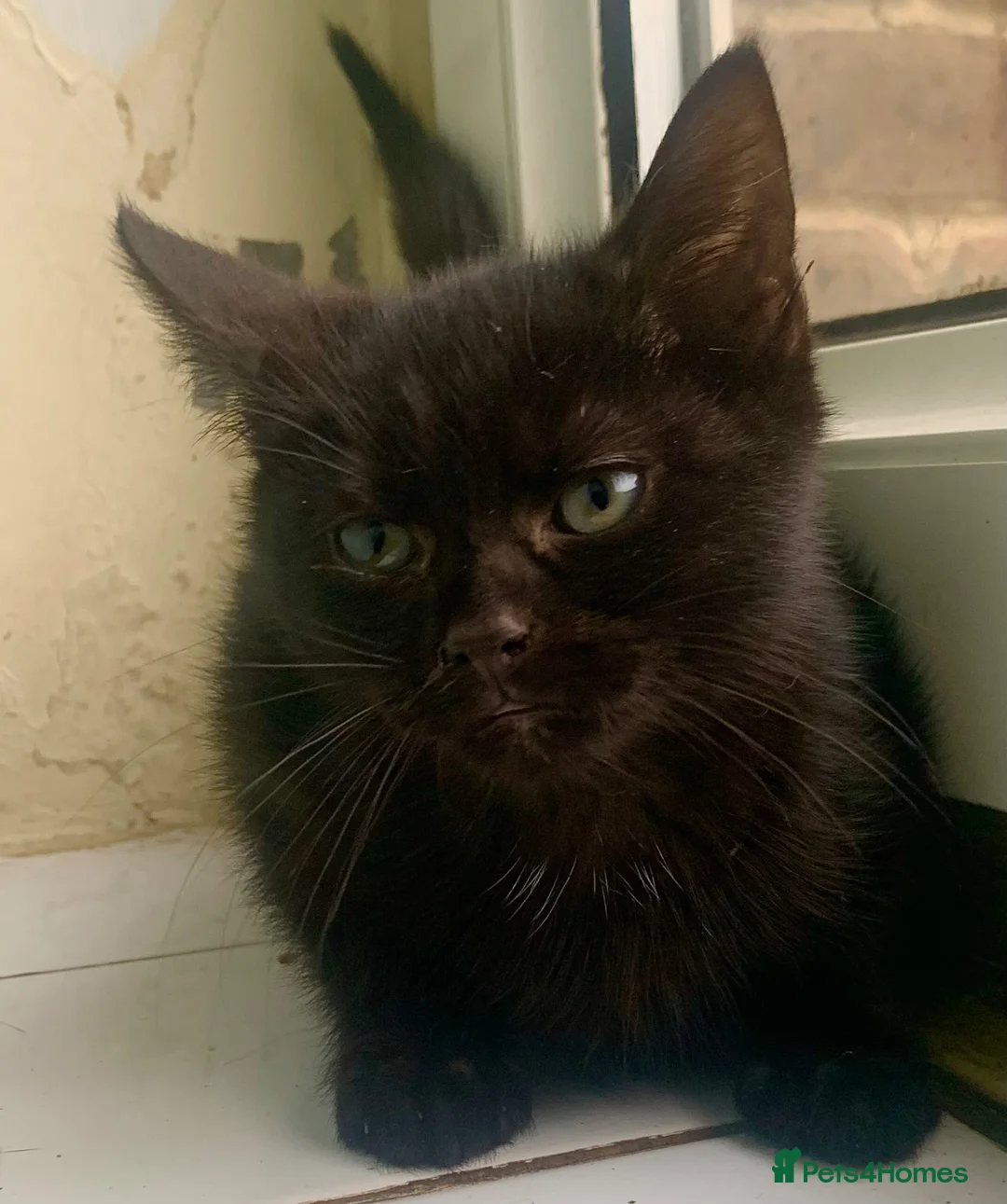 Mixed Breed cats for sale: Lovely Kittens for rehome  - Advert 7