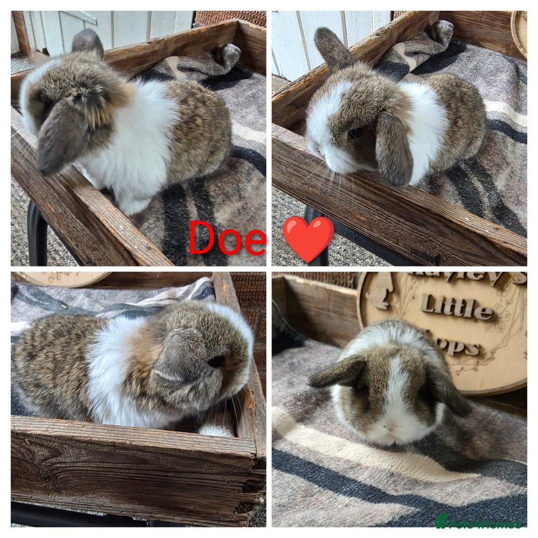 Mini Lop rabbits for sale: Gorgeous pure breed mini lops  - Advert 4