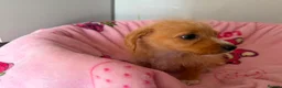 Jackapoo dogs for sale: Gorgeous Jackapoo puppies  - Advert 3