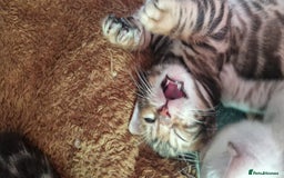 Bengal cats for sale: STUNNING PEDIGREE BENGAL KITTENS  - Image 3