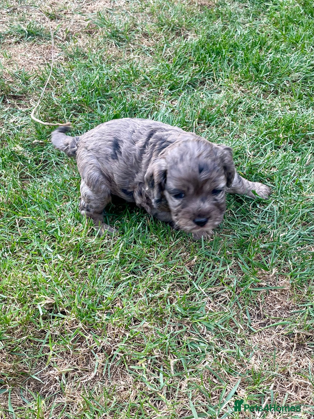 Cockapoo dogs for sale: Marble /tan cockerpoo - Image 22