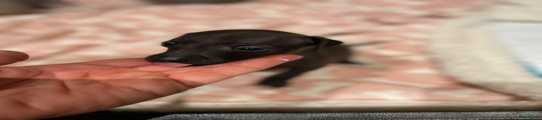 Italian Greyhound Puppy 4