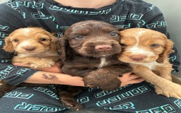 Cocker Spaniel dogs for sale: Beautiful cocker spaniels  - Image 1