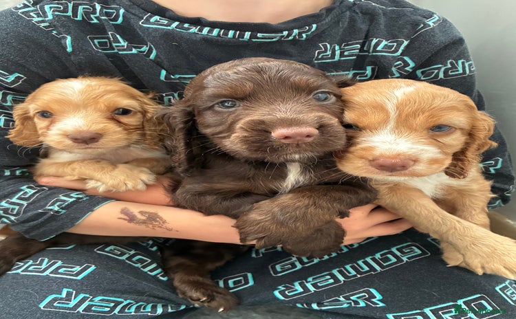 Cocker Spaniel dogs - Advert 3