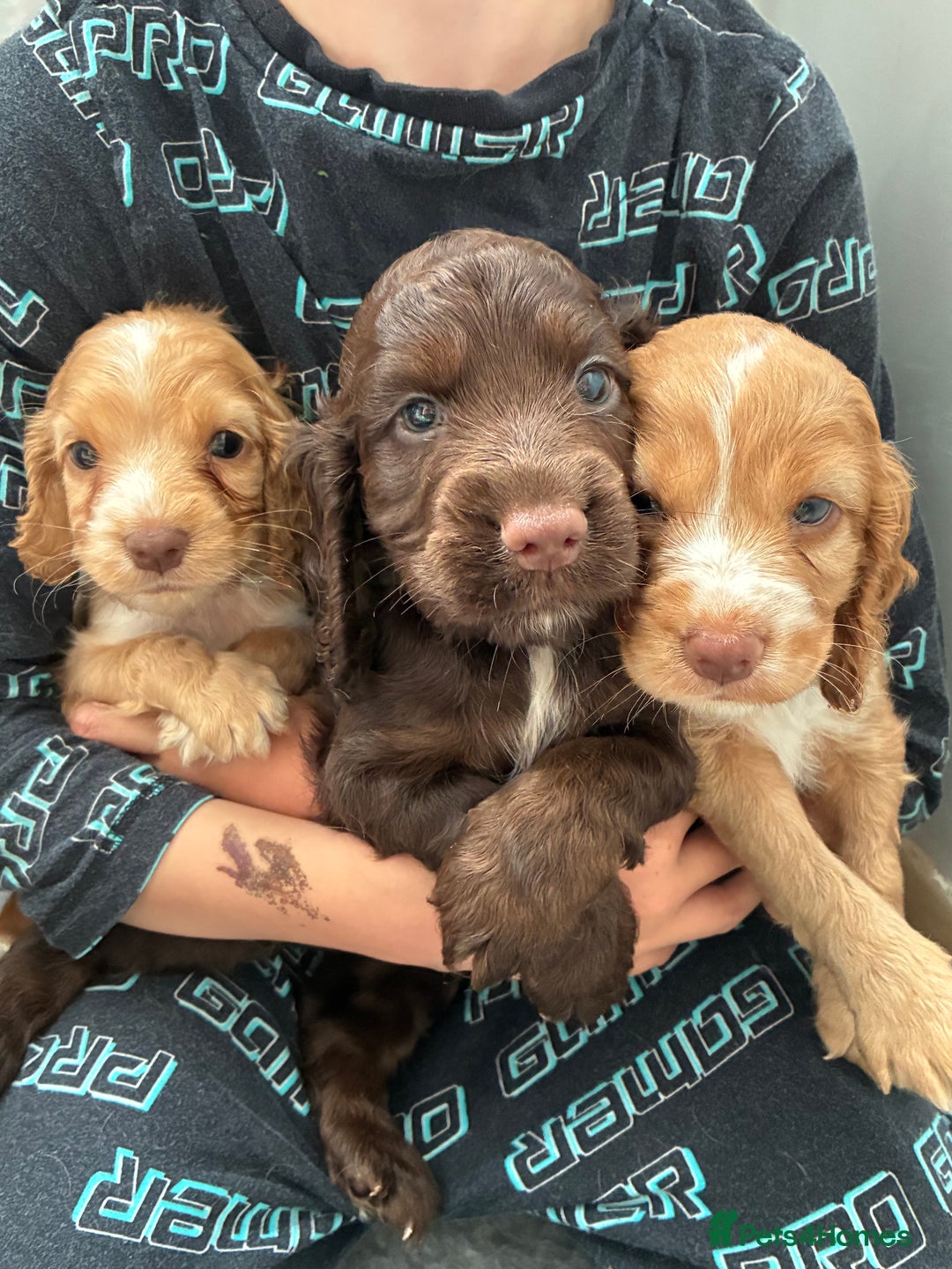 Cocker Spaniel dogs for sale: Beautiful cocker spaniels  - Image 1