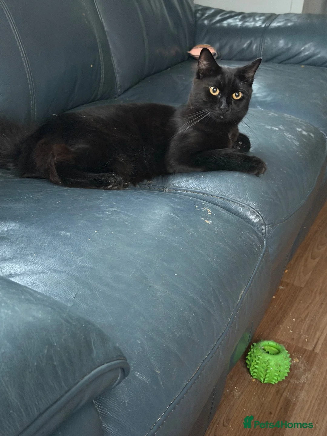 Mixed Breed cats for sale: Little sid looking for a new home - Advert 1