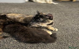 Mixed Breed cats for sale: Beautiful Kittens Looking for a Loving Home - Image 8