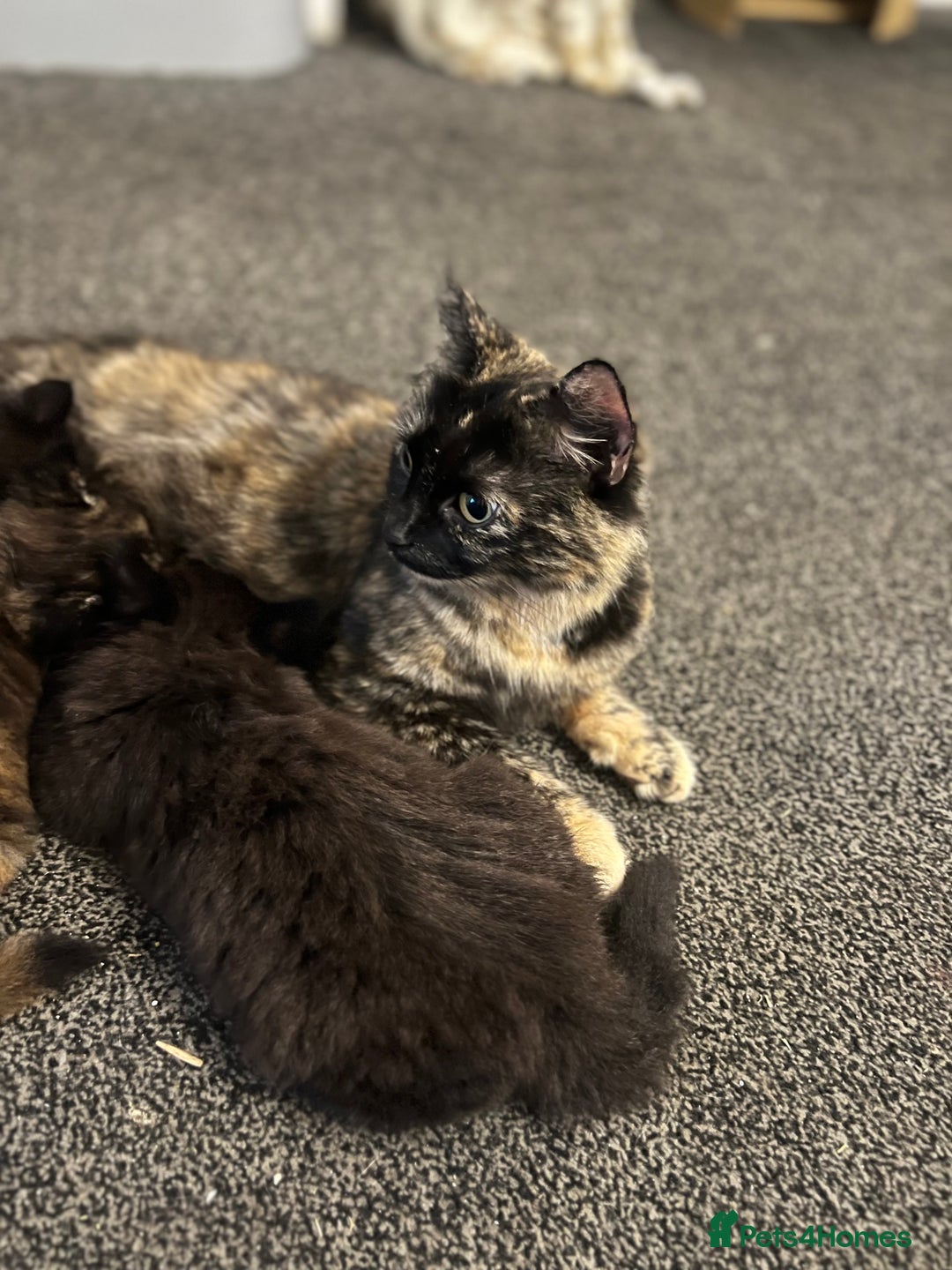 Mixed Breed cats for sale: Beautiful Kittens Looking for a Loving Home - Image 8
