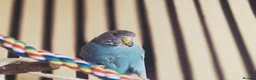 Budgerigars birds for sale: Rare Blackface Split Hago Budgies Available - Advert 7