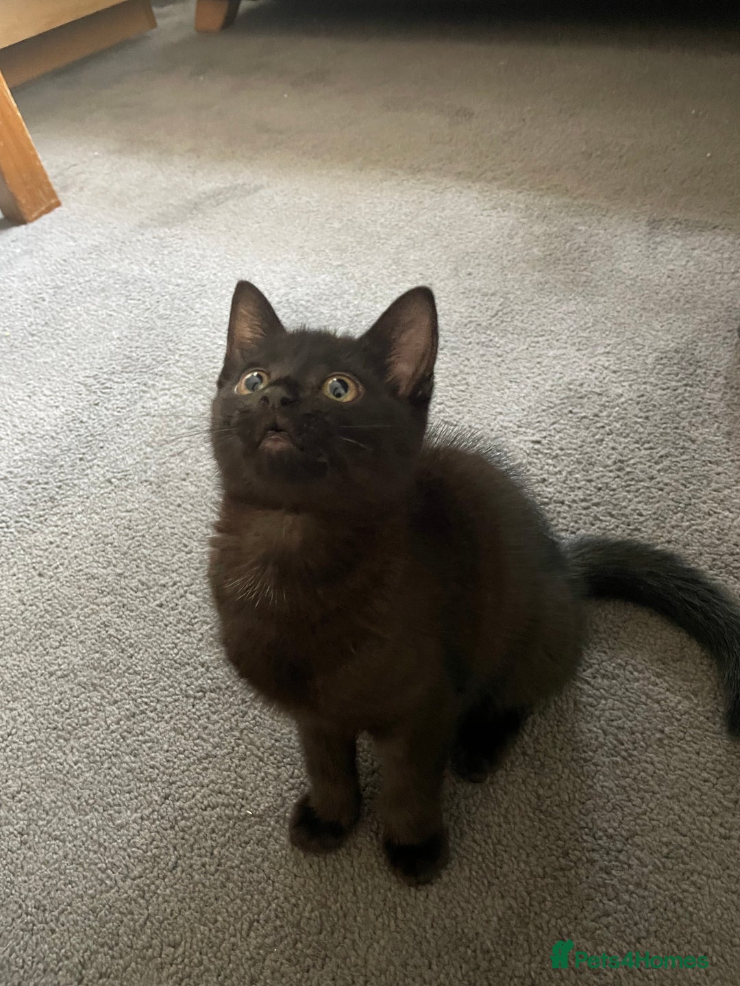 Domestic Shorthair cats for sale: Beautiful kittens are looking for forever homes! - Image 3