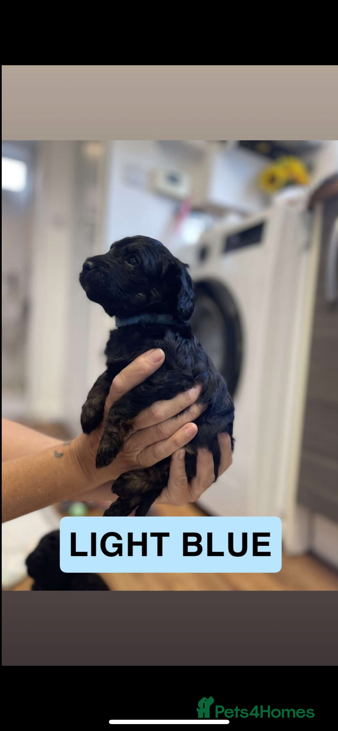 Cockapoo dogs for sale: 🐶ADORABLE F1B COCKAPOOS🐶  - Image 11